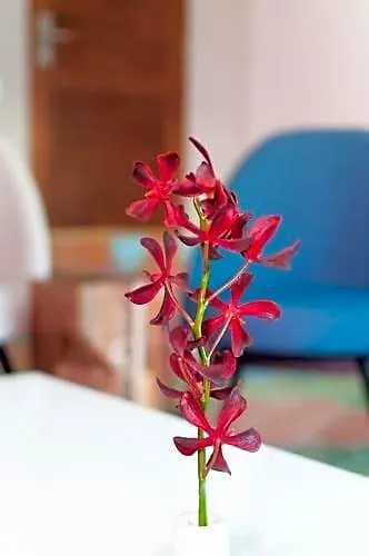 Hotel Morgana By Iter Sensibus Playa del Carmen